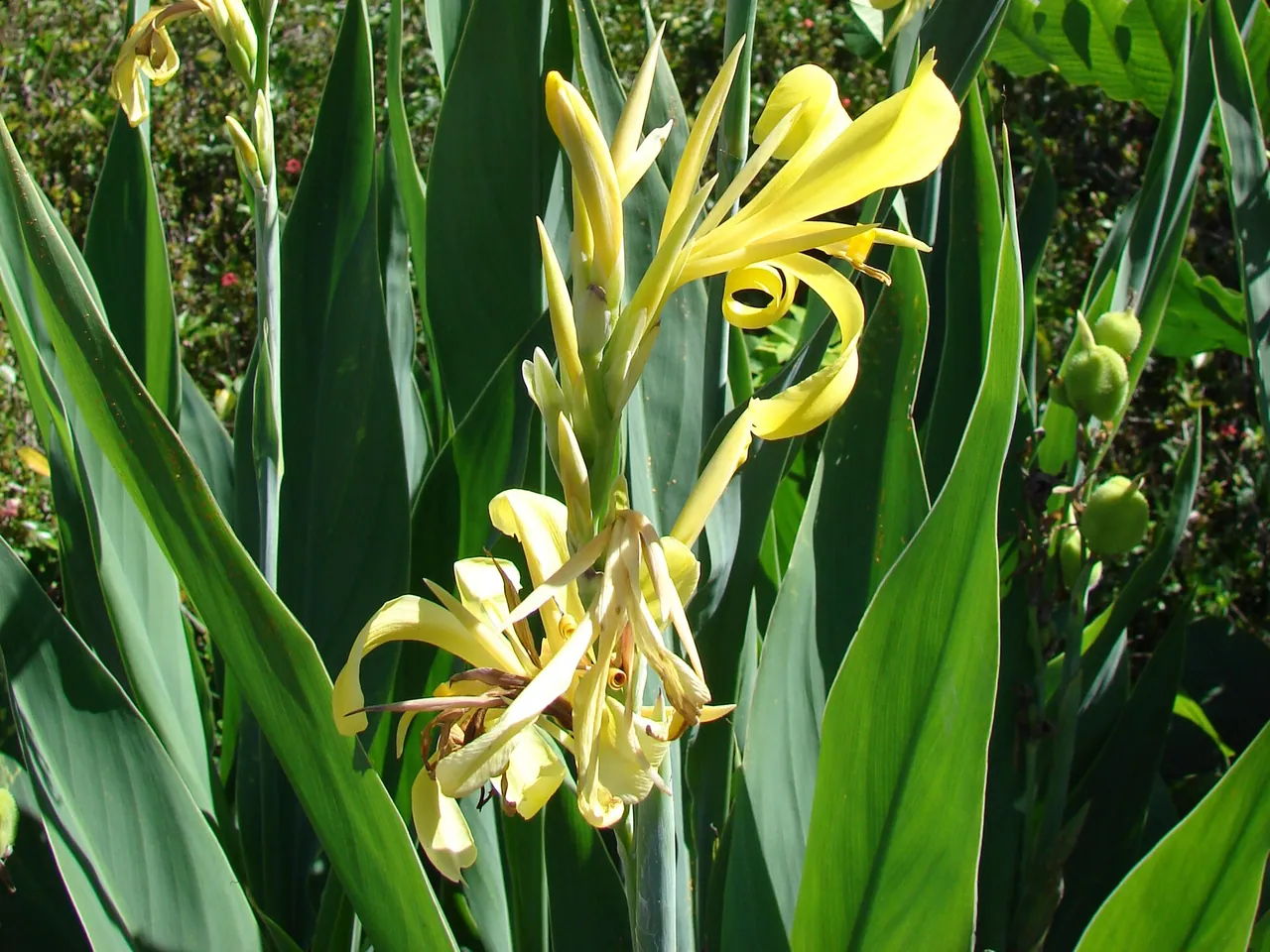 Canna glauca