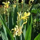 Canna glauca