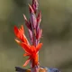 Garden canna