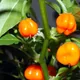 Yellow lantern chili