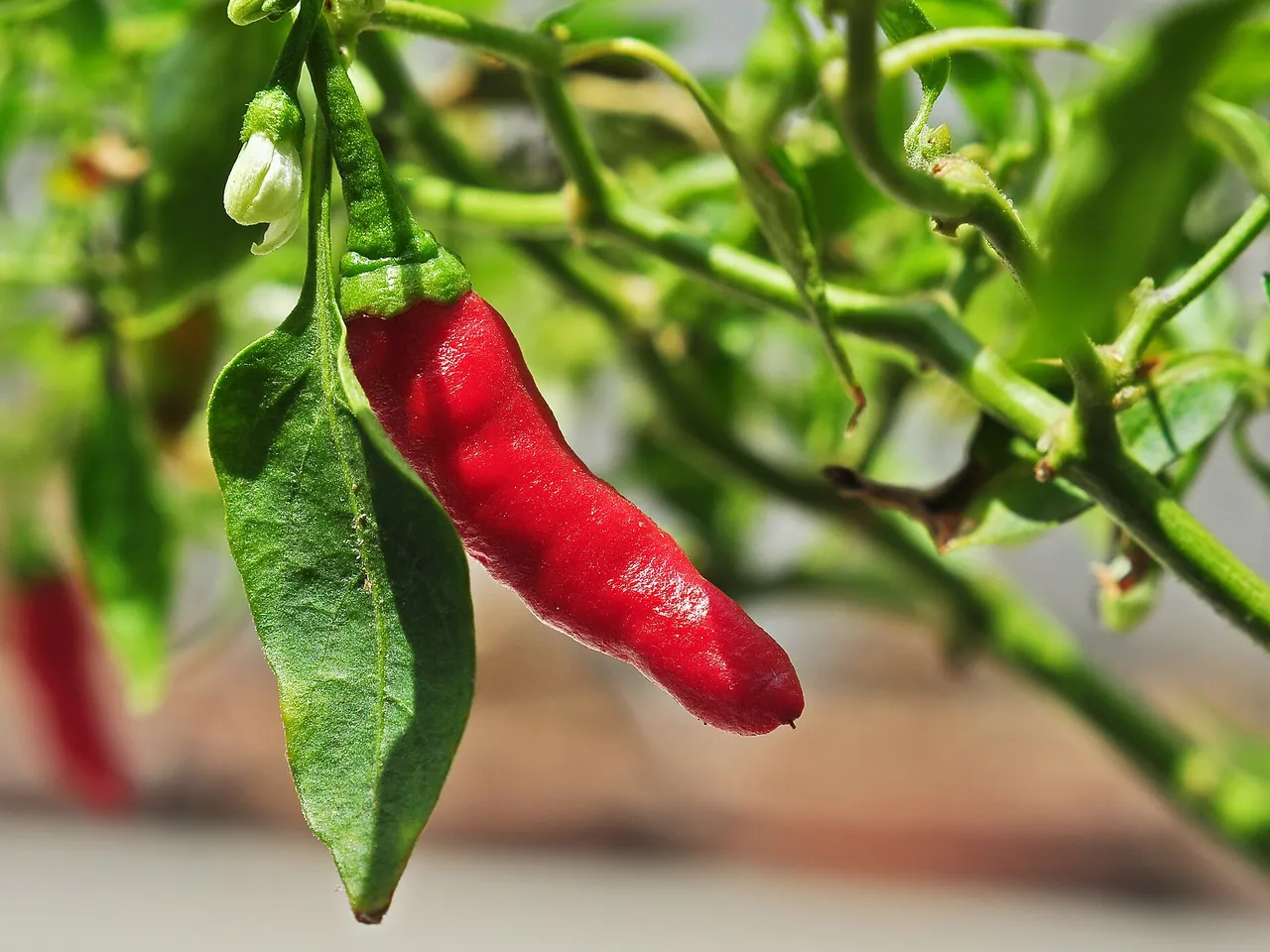 Capsicum frutescens