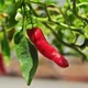 Capsicum frutescens