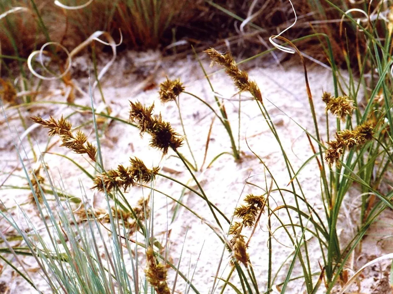 Carex arenaria