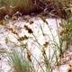 Carex arenaria