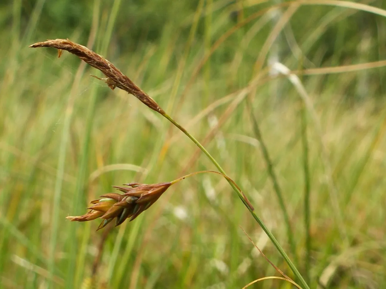 Carex limosa