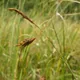 Carex limosa