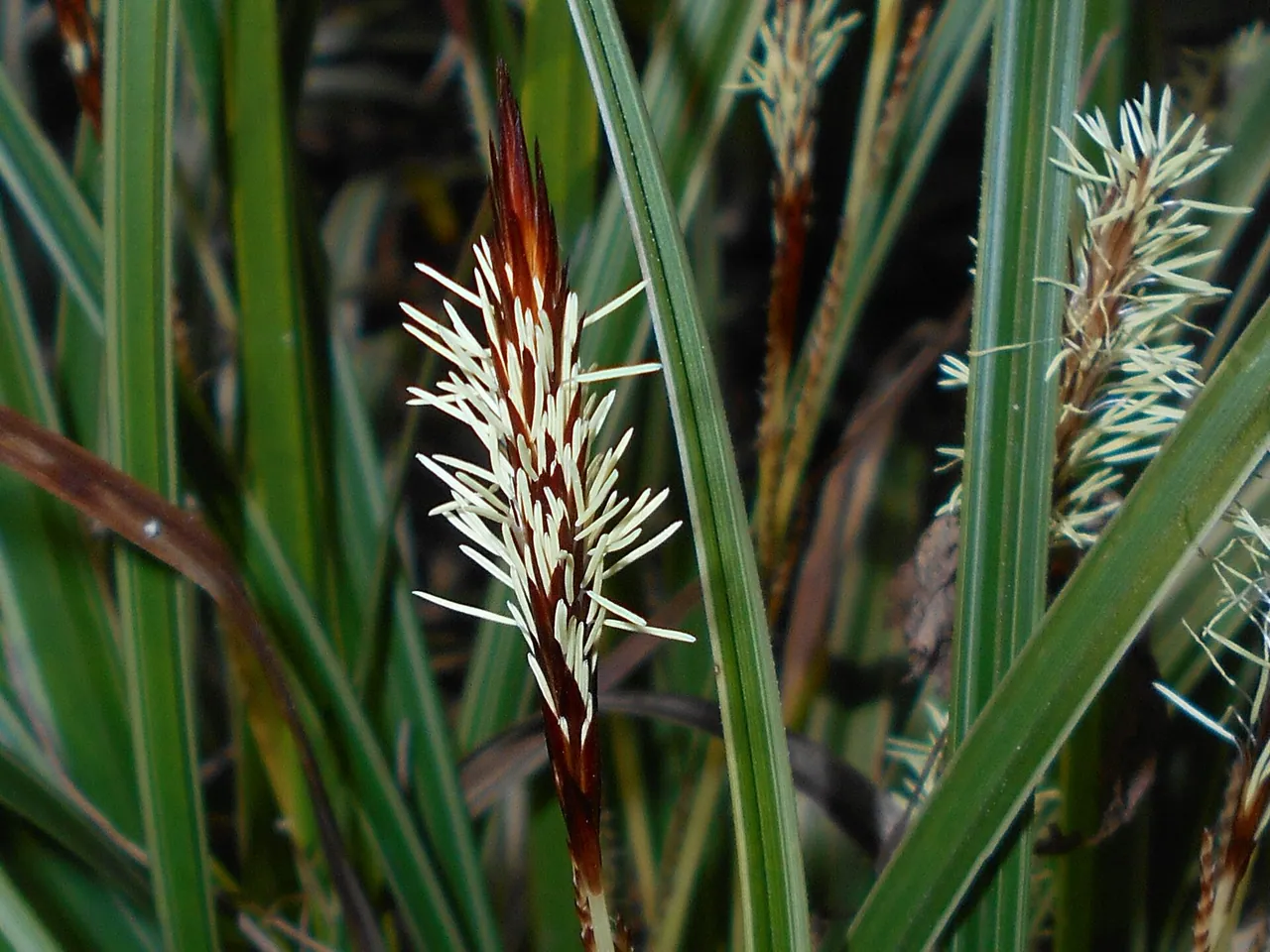 Carex morrowii