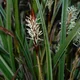 Carex morrowii
