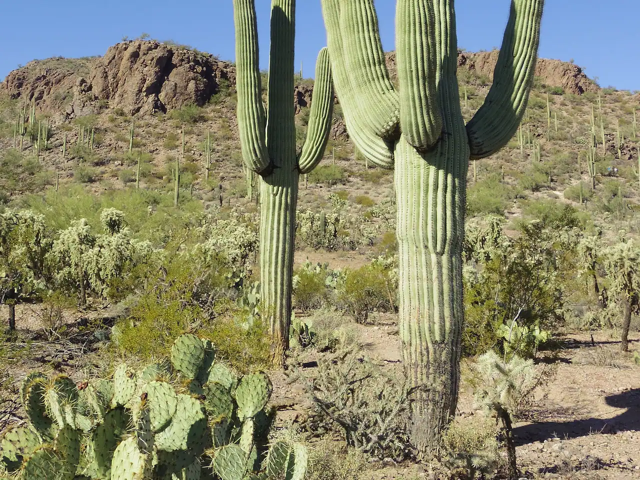 Arizona giant cactus