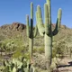 Arizona giant cactus