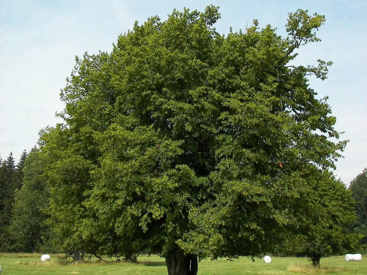 Common hornbeam