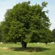 Common hornbeam