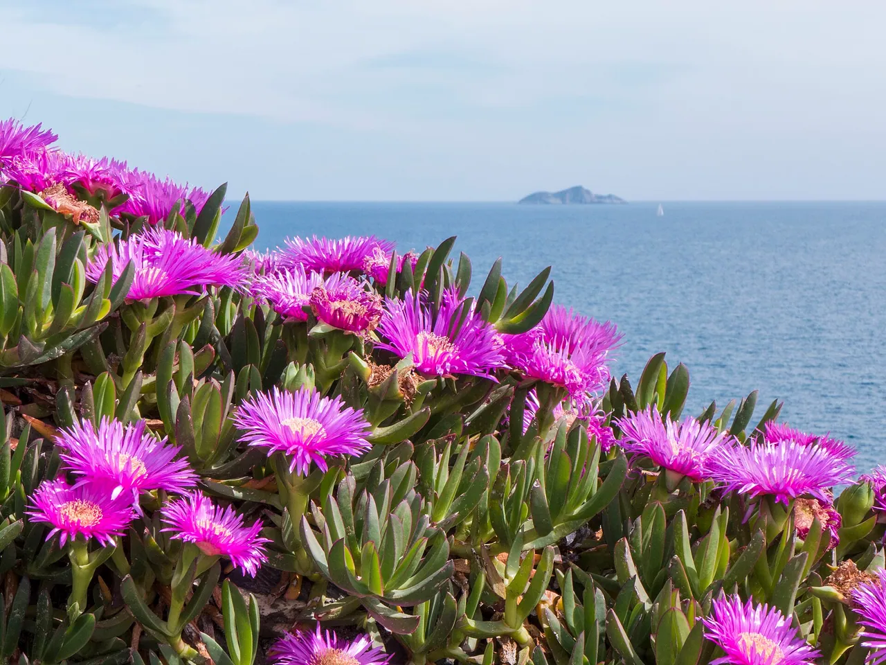 Carpobrotus acinaciformis