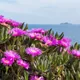 Carpobrotus acinaciformis