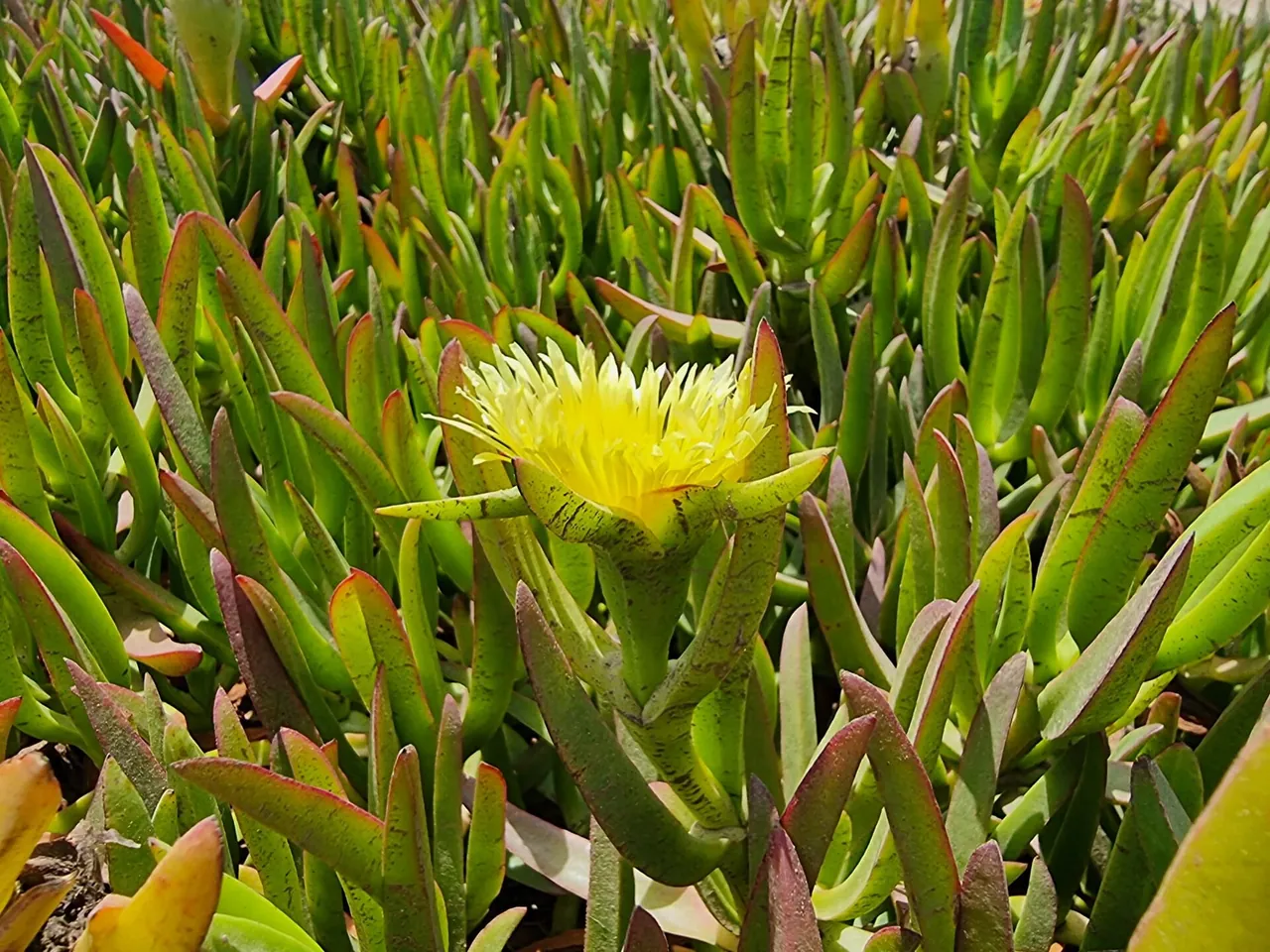 Highway ice plant