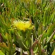 Highway ice plant