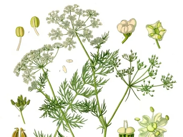 Caraway