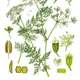 Caraway