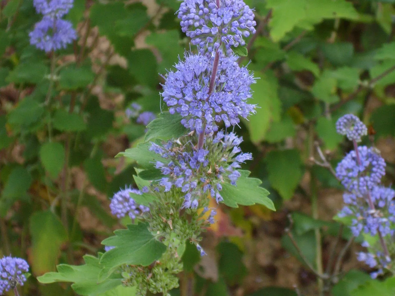 Common bluebeard