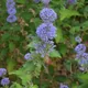 Common bluebeard