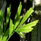 Burmese fishtail palm