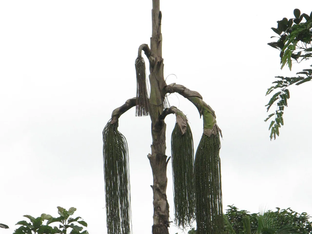 Fishtail Palm