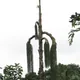 Fishtail Palm