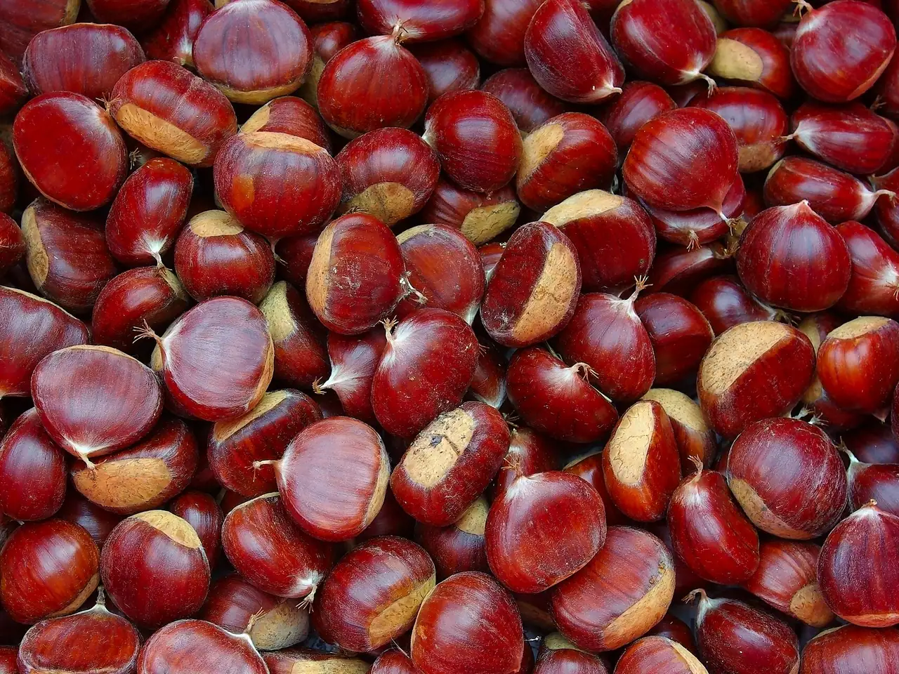 Spanish chestnut