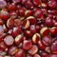 Spanish chestnut
