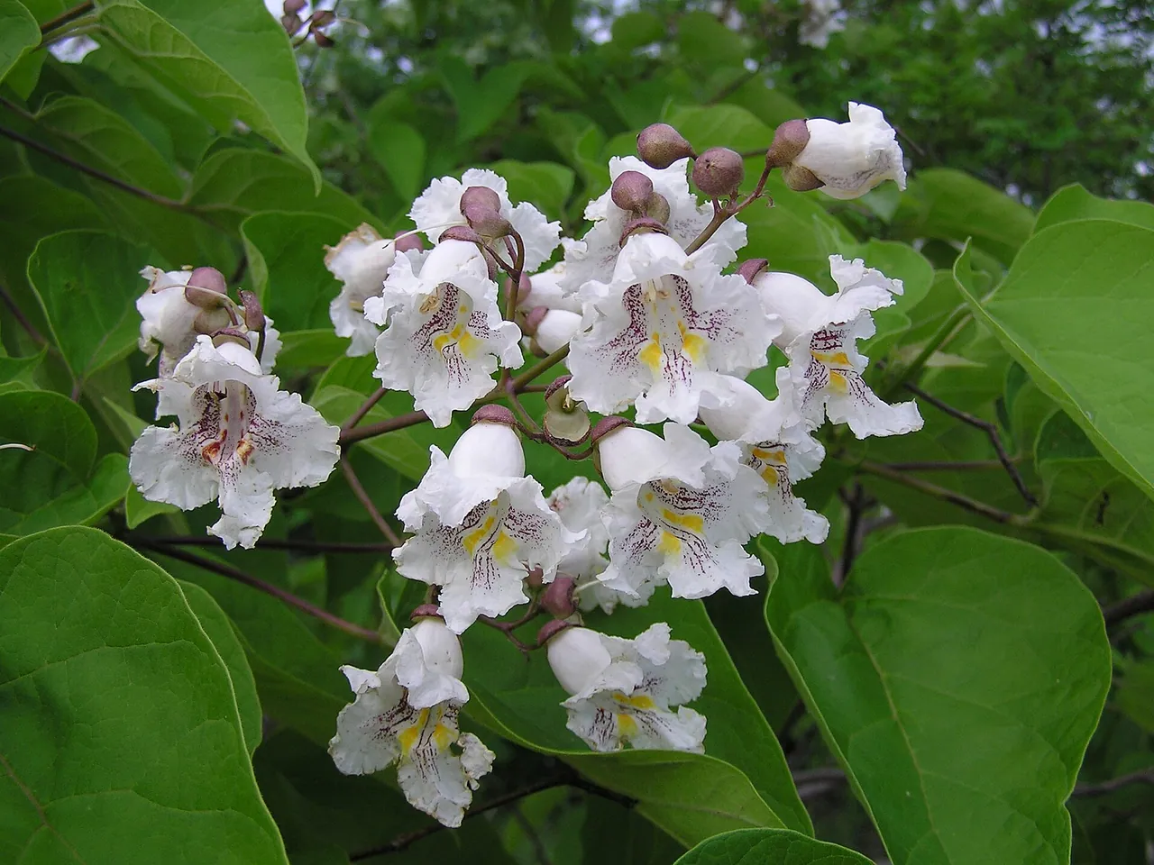 Bignonia catalpa