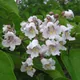 Bignonia catalpa