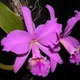 Cattleya orchid