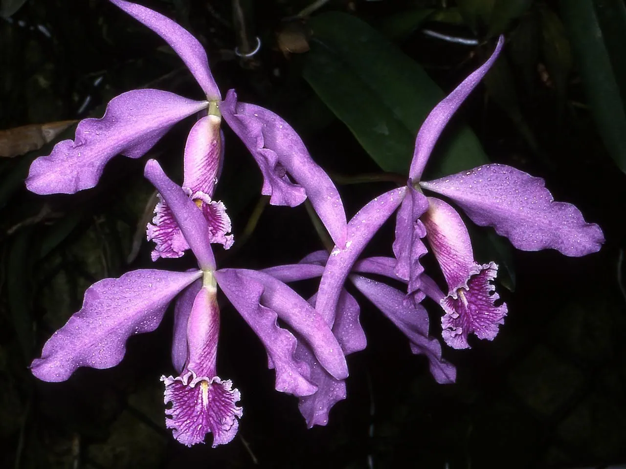 Cattleya maxima
