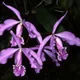 Cattleya maxima