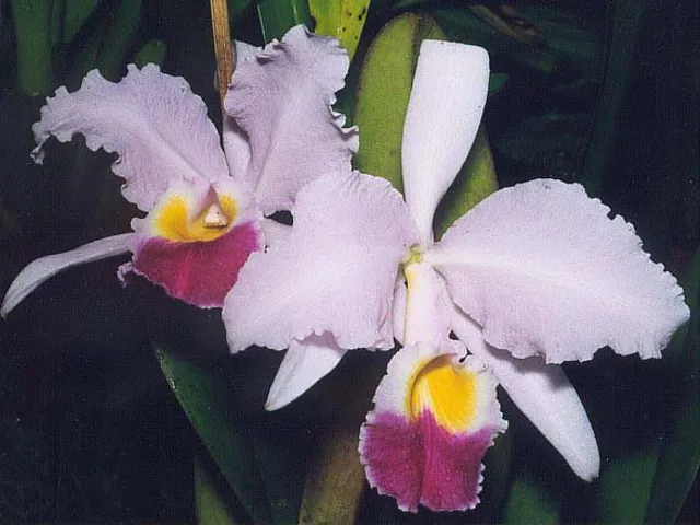 Cattleya trianae