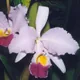 Cattleya trianae