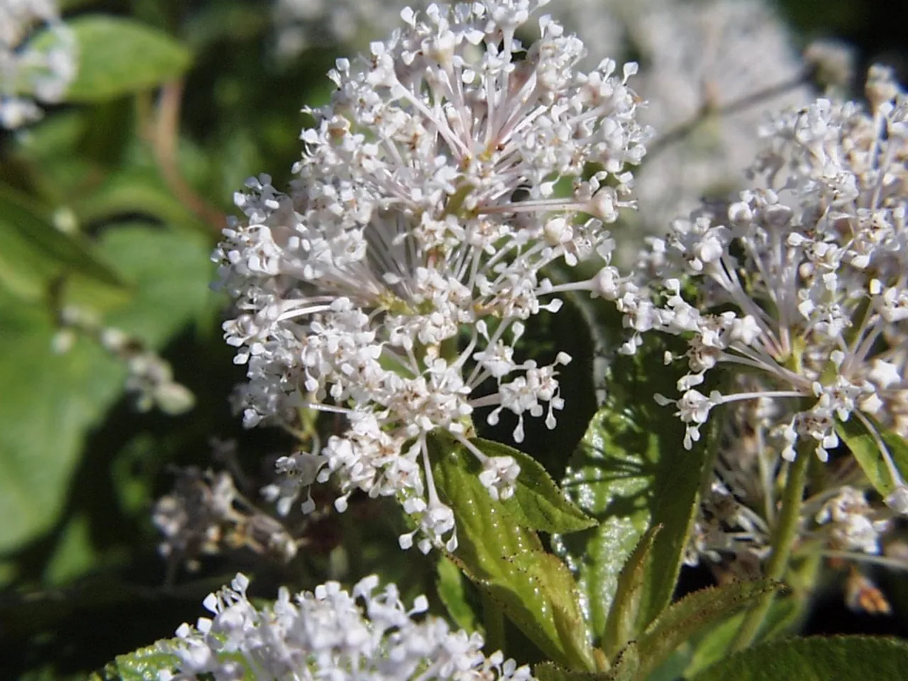 Jersey tea ceanothus