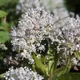 Jersey tea ceanothus