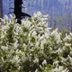 Ceanothus integerrimus