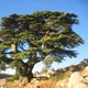 Cedar of Lebanon
