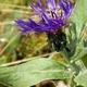 Centaurea montana