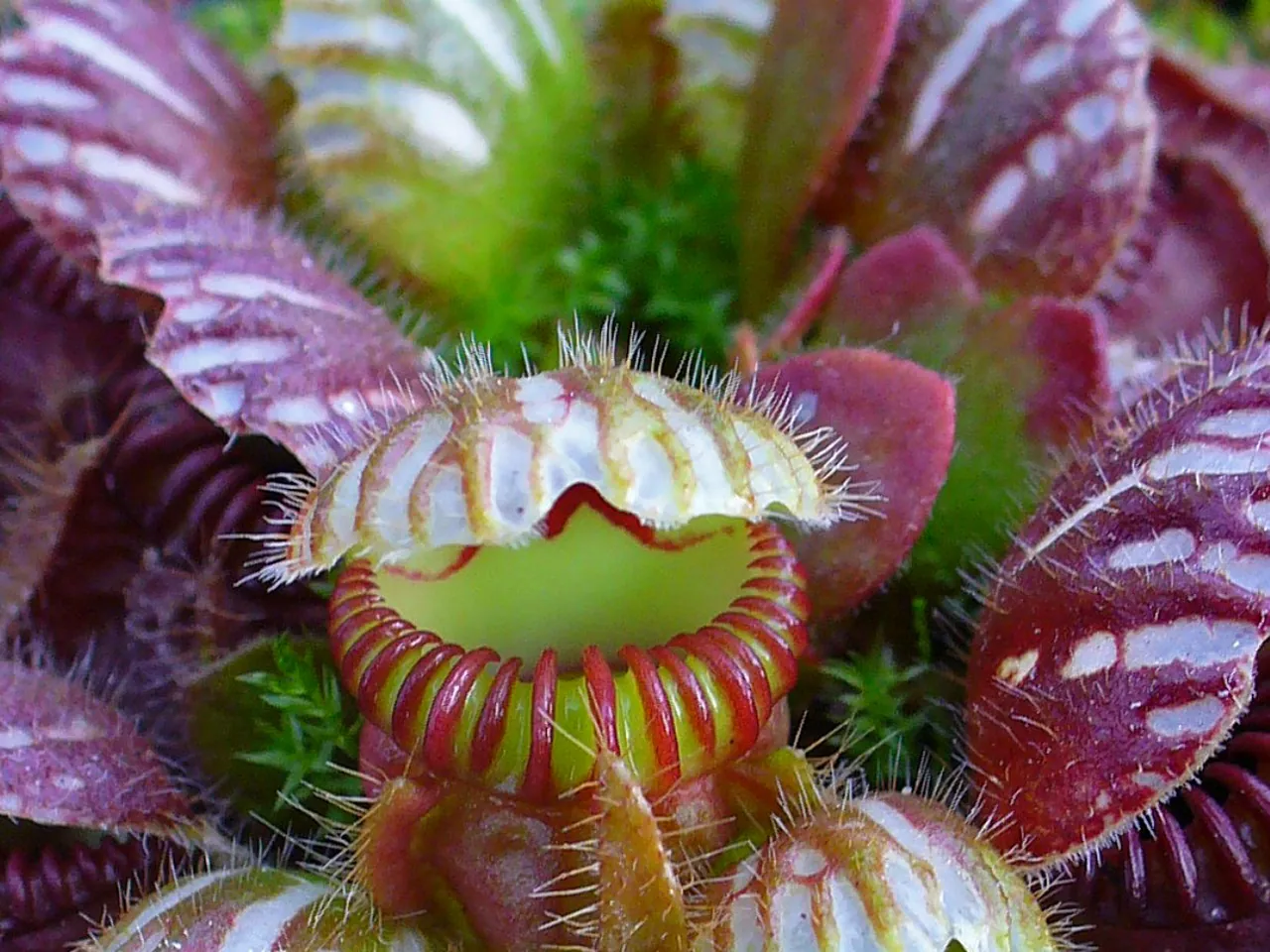 Albany pitcher plant