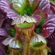 Albany pitcher plant