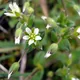Little mouse-ear