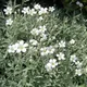 Cerastium tomentosum