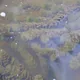 Common hornwort