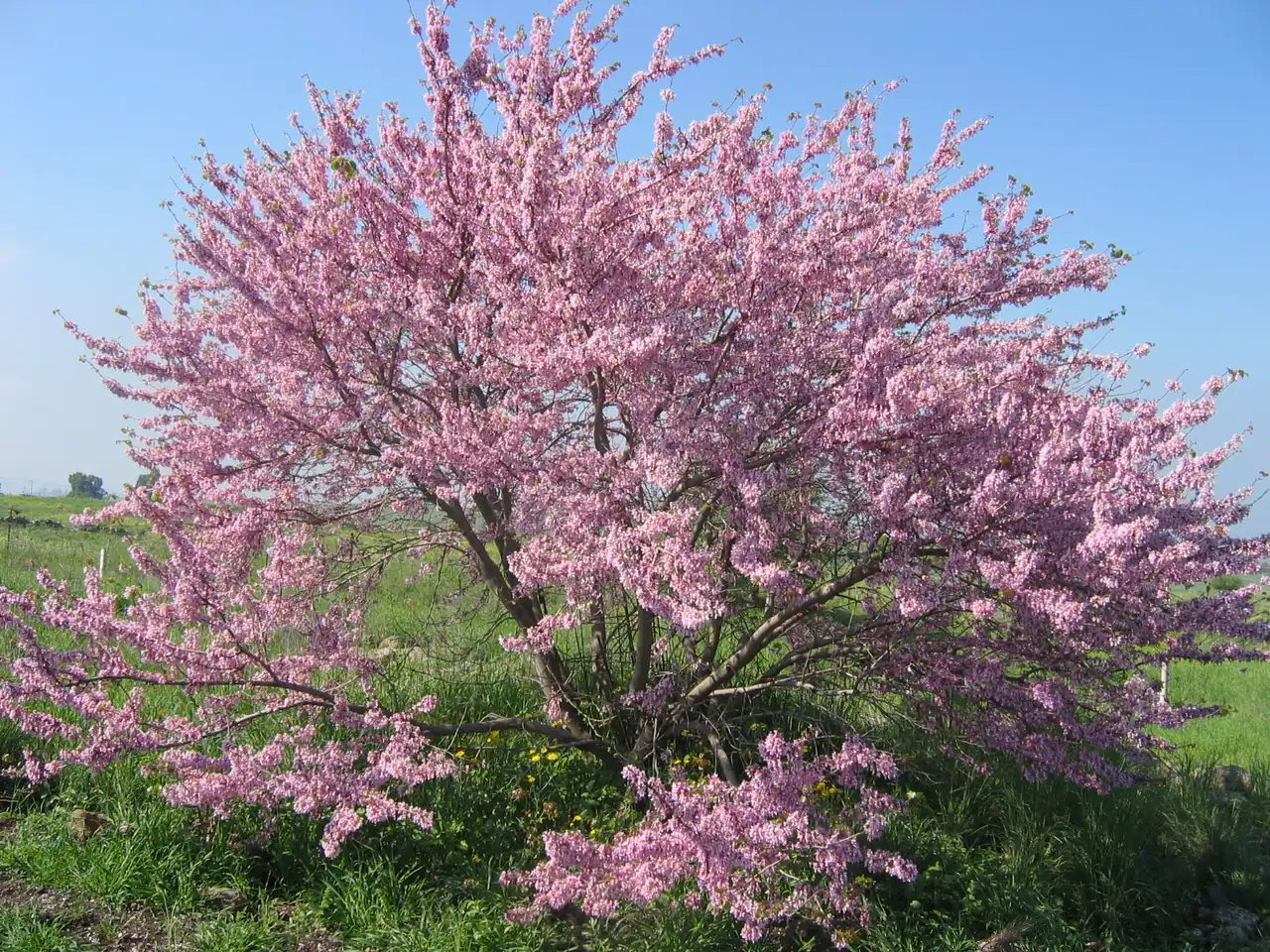 Judas tree