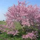 Judas tree