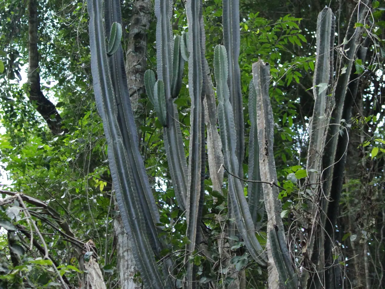 Cereus hexagonus