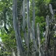 Cereus hexagonus